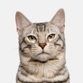 Snow Bengal Cat on White Background Royalty Free Stock Photo