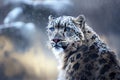 Portrait of a snow leopard in the background of a snowy landscape. AI generated Royalty Free Stock Photo