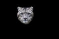 Portrait of a snow leopard with a black background Royalty Free Stock Photo