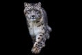Portrait of a snow leopard with a black background Royalty Free Stock Photo
