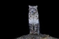 Portrait of a snow leopard with a black background Royalty Free Stock Photo