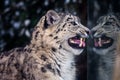 Portrait of a snow leopard with reflection in the glass Royalty Free Stock Photo