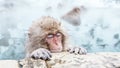 Portrait of Snow monkey sitting in a hot spring, Japan. Royalty Free Stock Photo