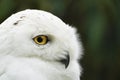 Portrait of a snow owl with a green background. Bubo scandiacus. Royalty Free Stock Photo