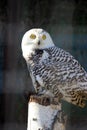 Portrait of an snow owl Royalty Free Stock Photo