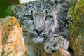 Portrait of a snow panther or snow leopard