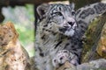 Portrait of a snow panther or snow leopard