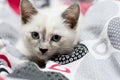 Portrait of a snow-white kitten in a bed Royalty Free Stock Photo