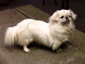 Portrait of a snow white Pekingese Royalty Free Stock Photo