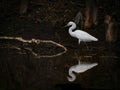 Portrait of a Snowy Egret in a Cypress Swamp Royalty Free Stock Photo