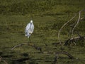 Portrait of a Snowy Egret on One Foot in the Swamp Royalty Free Stock Photo