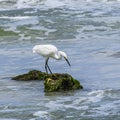 Portrait of a Snowy Egret on Seaweed and Coquina Royalty Free Stock Photo