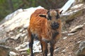 Portrait of a snowy montain goat