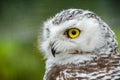 Portrait of a Snowy Owl Bubo Scandiacus