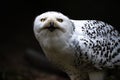 Portrait of a Snowy Owl Royalty Free Stock Photo