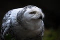 Portrait of a Snowy Owl Royalty Free Stock Photo