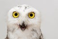 Portrait of the Snowy Owl, Bubo scandiacus. Close Up Royalty Free Stock Photo