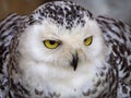Portrait of a snowy owl. Close-up. Yellow eyes gaze intently. Royalty Free Stock Photo