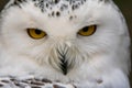 Portrait of a snowy owl Royalty Free Stock Photo