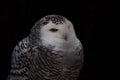 Portrait of Snowy Owl with Dramatic Dark Background Royalty Free Stock Photo