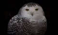 Portrait of Snowy Owl with Dramatic Dark Background Royalty Free Stock Photo