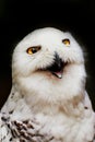 Portrait snowy owl with open beak Royalty Free Stock Photo