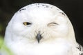 Portrait of a snowy owl winking Royalty Free Stock Photo