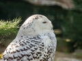 Portrait of a snowy owl in the zoo Royalty Free Stock Photo