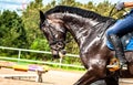 Portrait of a soared black Mare during training on the background of colorful jumping obstacles, yellow sand and green forest.