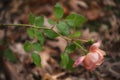 Closeup image of a peach rose before a leafy background