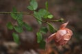 Closeup image of a peach rose before a leafy background