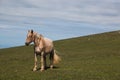 Portrait of solitary brown horse in the mountain meadow