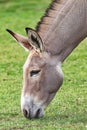 The Somali wild ass Equus africanus somaliensis Royalty Free Stock Photo