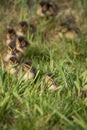 A portrait of some baby ducks walking through some tall grass behind their mother. Royalty Free Stock Photo