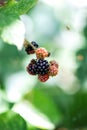 A portrait of some wild blackberries still growing on a branch of a blackberry bush outside in a garden. The background is blurred