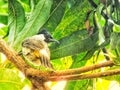 Portrait of the Sooty headed bulbul spearch on branch