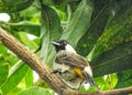 Portrait of the Sooty headed bulbul spearch on branch