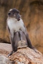 Portrait of sooty mangabey Royalty Free Stock Photo