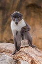 Portrait of sooty mangabey Royalty Free Stock Photo
