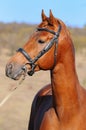 A portrait of sorrel horse