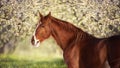 Portrait of sorrel horse in blossoming spring garden on sunrise Royalty Free Stock Photo