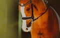 Portrait of a sorrel horse that closed its eyes on a sunny summer day. Equestrian sports Royalty Free Stock Photo