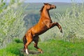 Portrait of sorrel horse rearing in blossoming spring garden Royalty Free Stock Photo