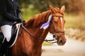 Portrait of a sorrel horse with a rider in the saddle, who received a prize in the form of a purple rosette for winning the