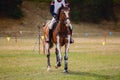 Sorrel horse waiting start of eventing competition Royalty Free Stock Photo