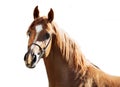 Portrait of sorrel young arabian colt at white background Royalty Free Stock Photo