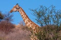 Portrait of South African Giraffe Giraffa camelopardalis Giraffe Royalty Free Stock Photo