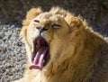 Portrait of South African lion Panthera leo krugeri relaxing in a meadow at ZOO Royalty Free Stock Photo