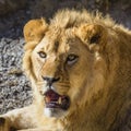 Portrait of South African lion Panthera leo krugeri relaxing in a meadow at ZOO Royalty Free Stock Photo