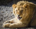 Portrait of South African lion Panthera leo krugeri relaxing in a meadow at ZOO Royalty Free Stock Photo